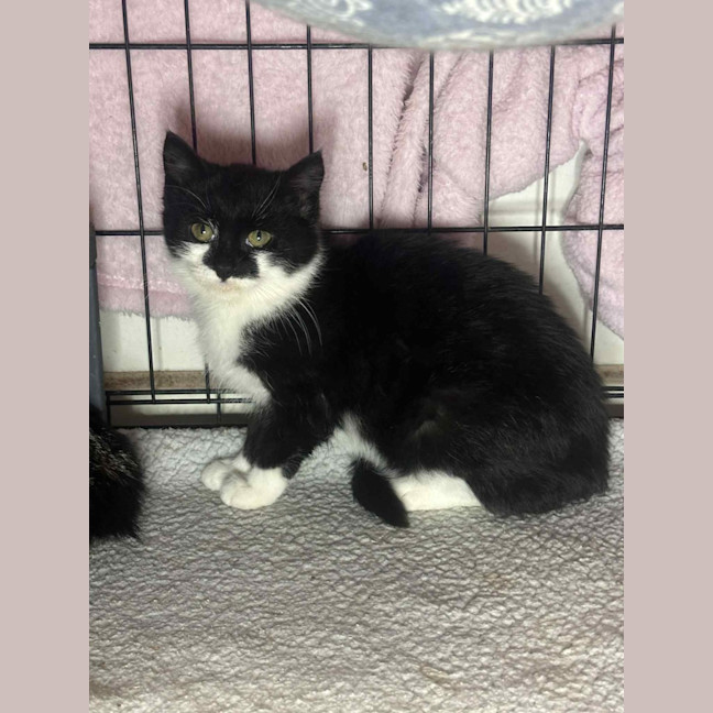 Photo of Barry * 9 Lives Project Rescue*