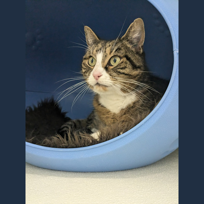 Photo of 🪕 Bruno 5422 🪕