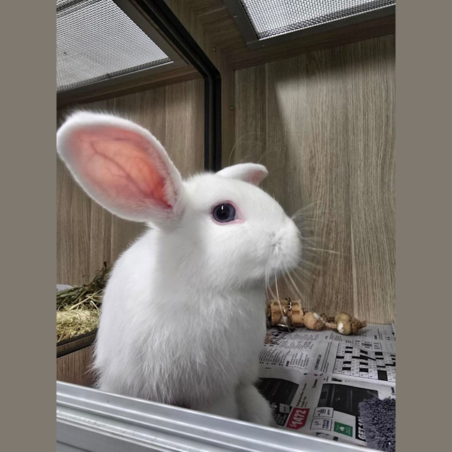 Photo of 🪭 Dobby 6930 🪭