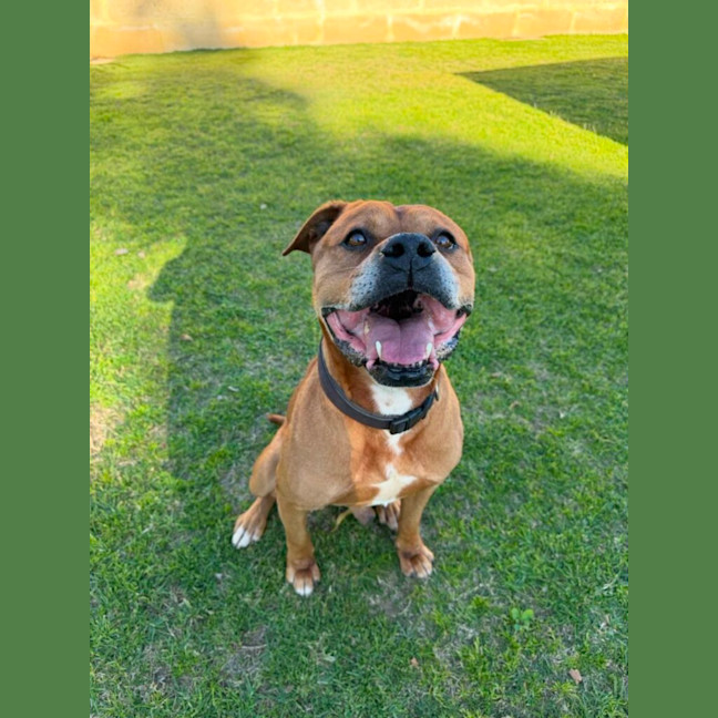 Photo of Tyson