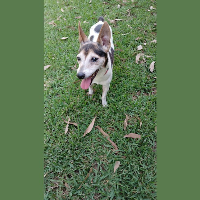 Photo of Raj   11 Year Old Tenterfield Terrier