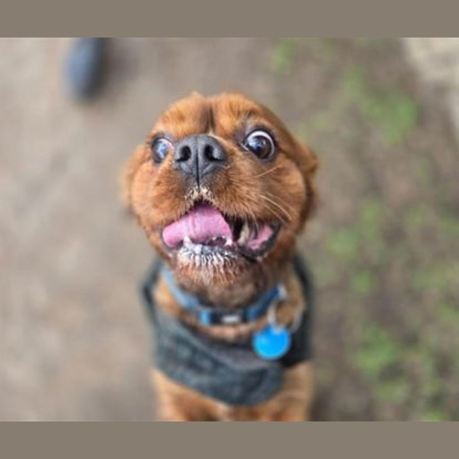 Photo of Toby