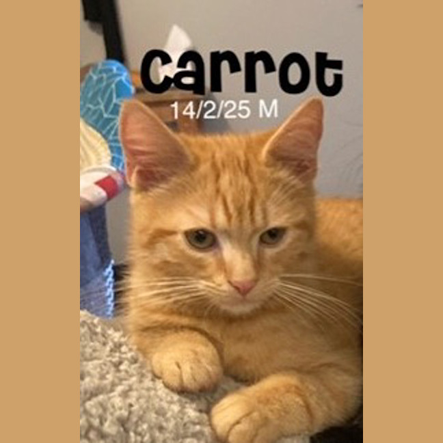 Photo of Carrot