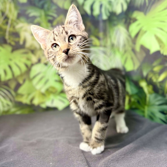 Photo of Oscar (Located In Preston) 