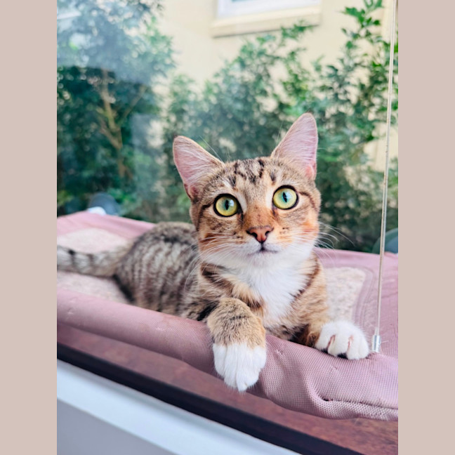 Photo of Buttercup