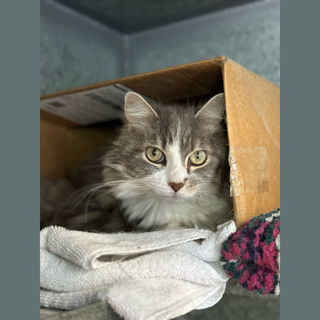 Photo of Penelope Fluffington
