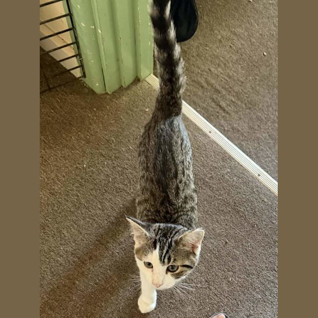 Photo of Smudge