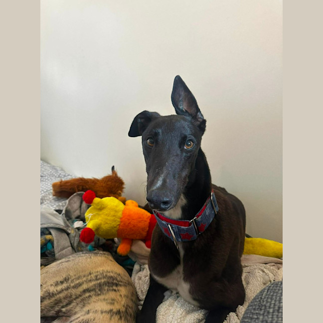 Photo of Joey, Greyhound