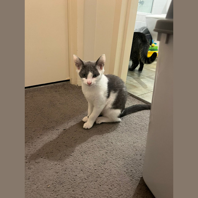 Photo of Ash