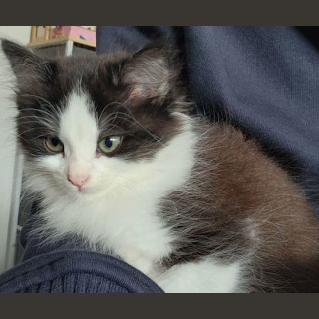 Photo of Oreo
