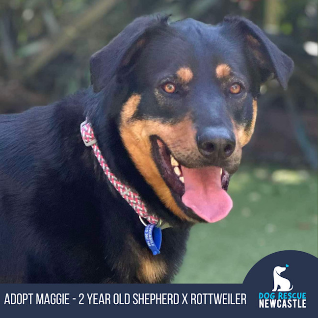 Photo of Maggie   2 Year Old Shepherd X Rottweiler (Trial)