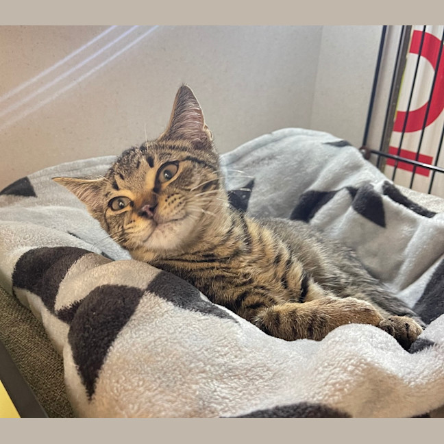 Photo of Cecil