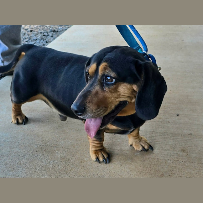 Photo of Buddy
