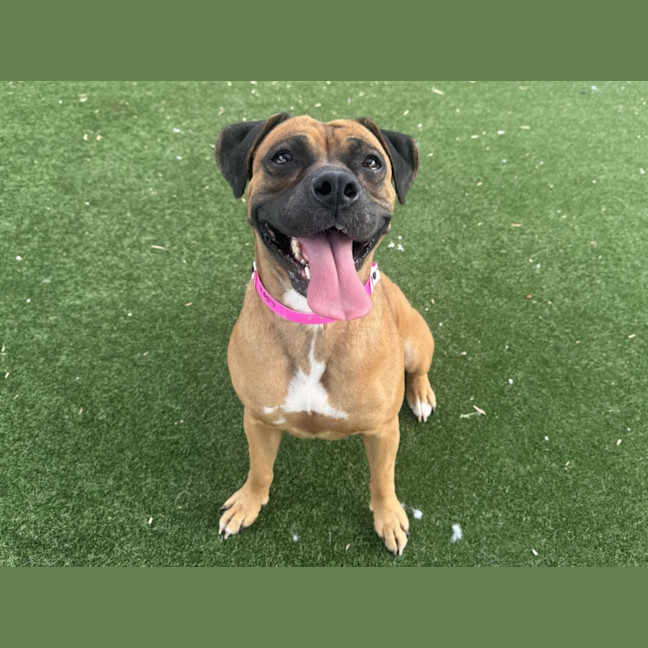 Photo of Brookie Imp 2657