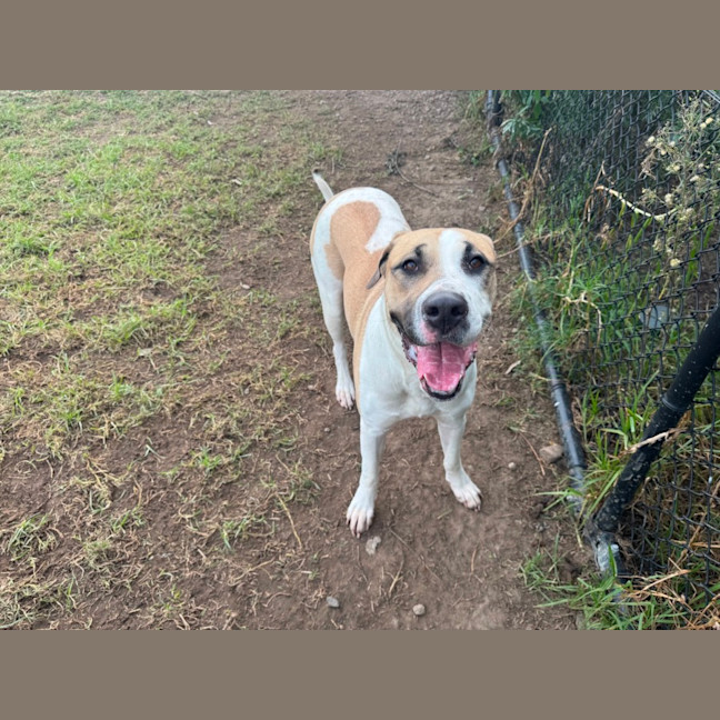 Photo of Schnookums Imp 1554