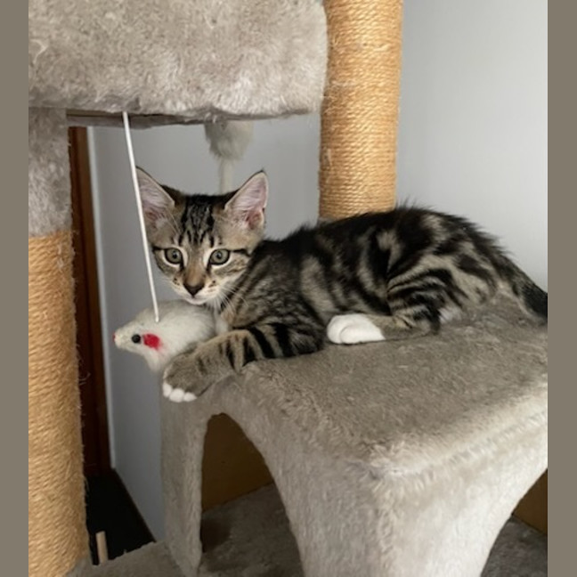 Photo of Cherry Bomb