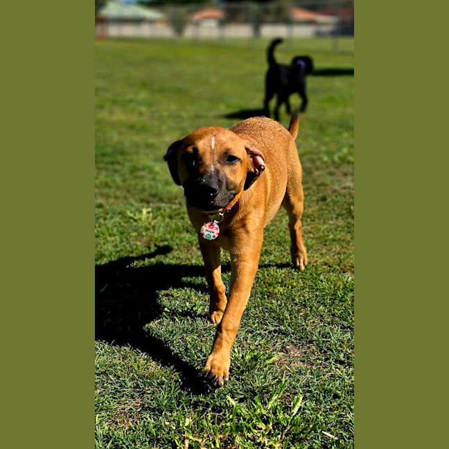 Photo of Maple