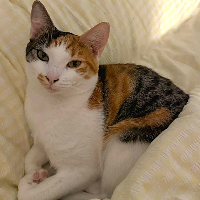 Photo of Daphne