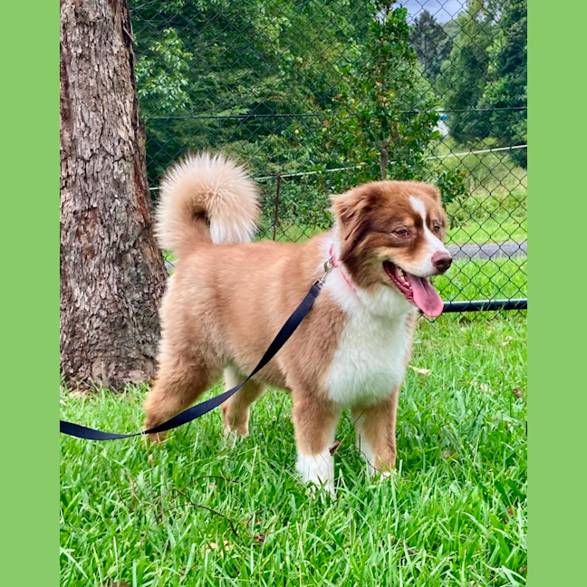 Photo of Bear