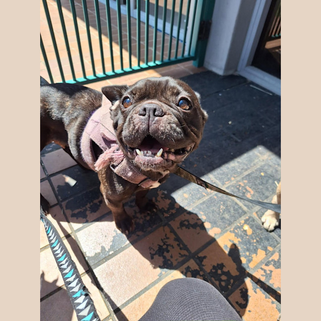 Photo of Java And Riley