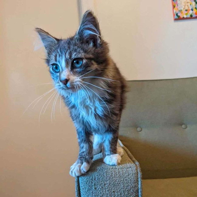 Photo of Teddy   In Foster Care In Thornbury