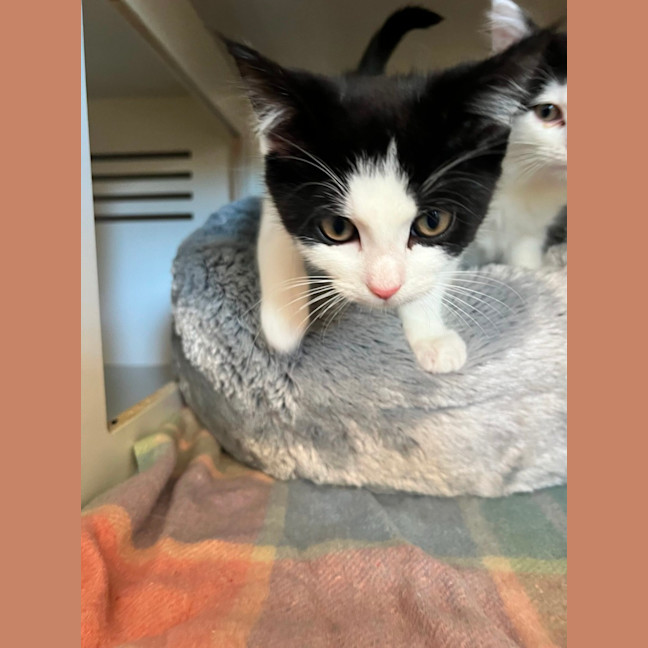 Photo of Cookies And Cream