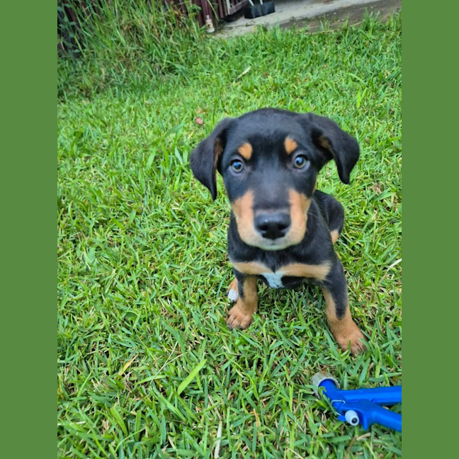 Photo of Trixie