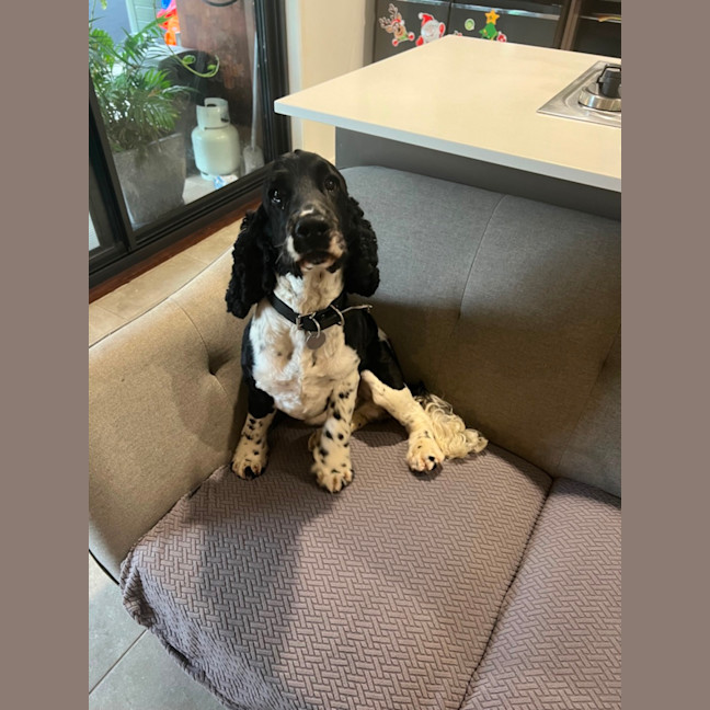 Photo of Archie Archie Archie! 