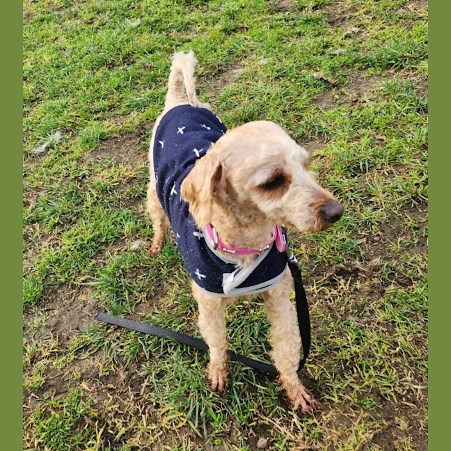 Photo of Milo (63798)