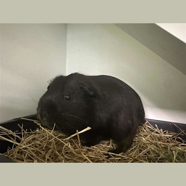 Photo of Piggy Smalls