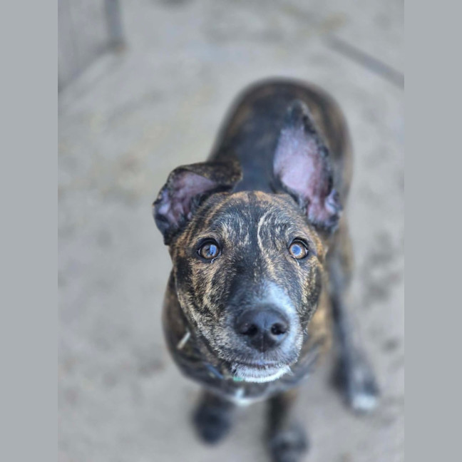 Photo of Archie