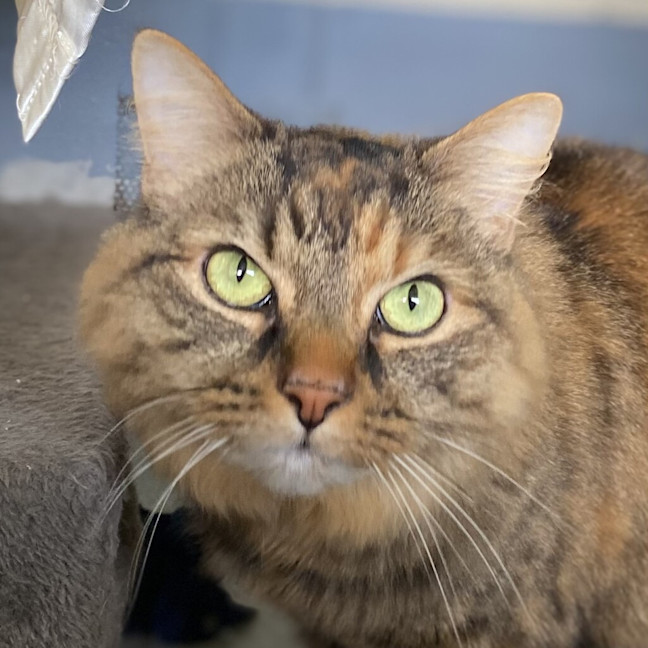 Photo of Clementine