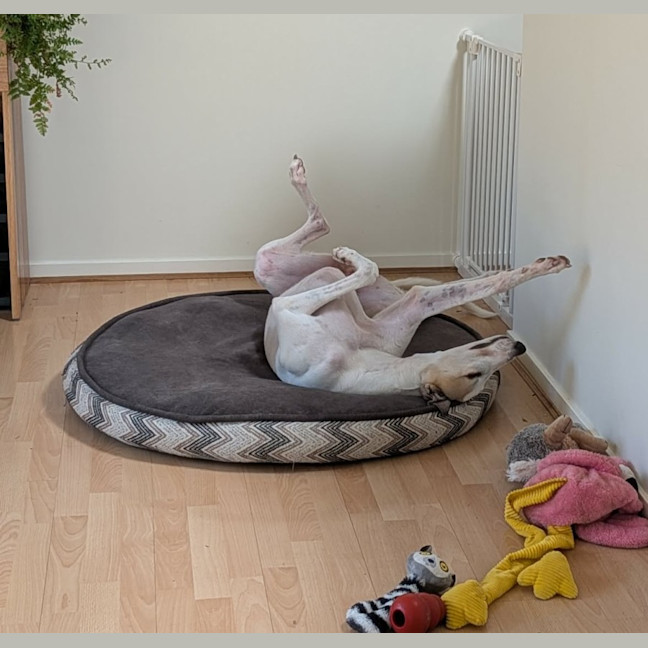 Photo of Buzz, The Greyhound