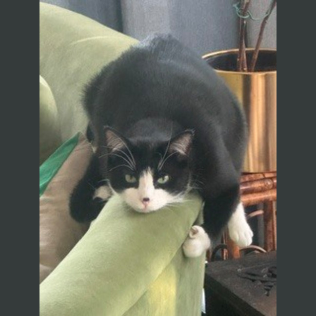 Photo of Freckle