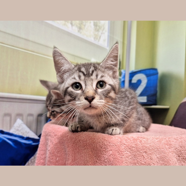 Photo of Greysie
