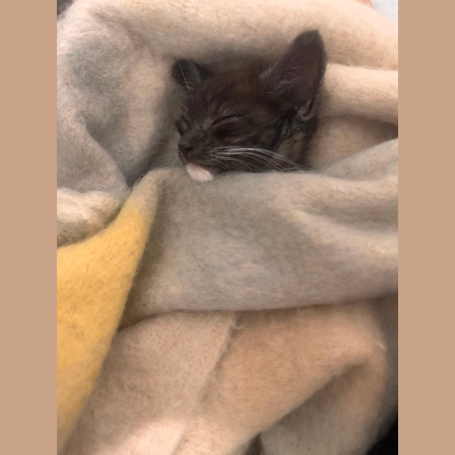 Photo of Figgy