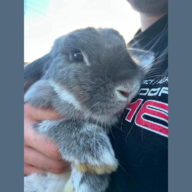 Photo of Dibbles & Dobbles