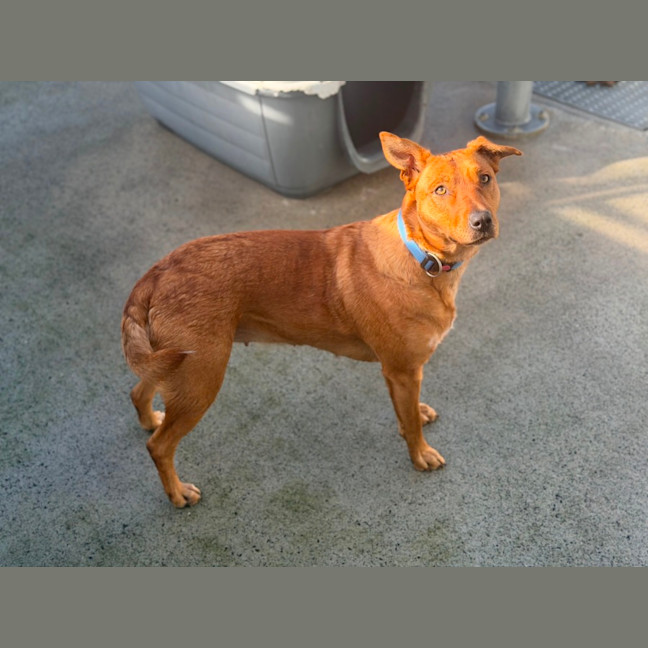 Photo of Tallow