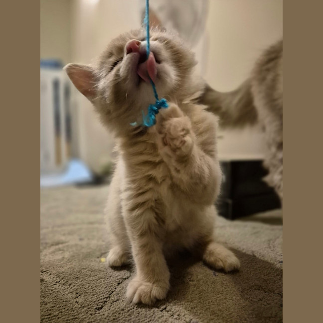 Photo of Gingie Bread