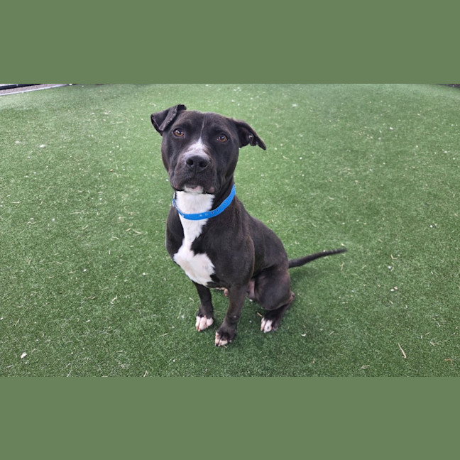 Photo of Moo Imp 867