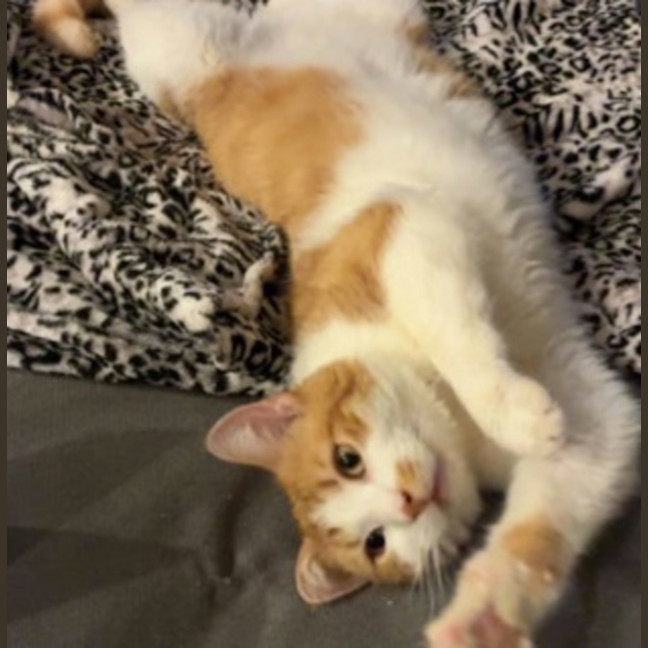 Photo of Pumpkin