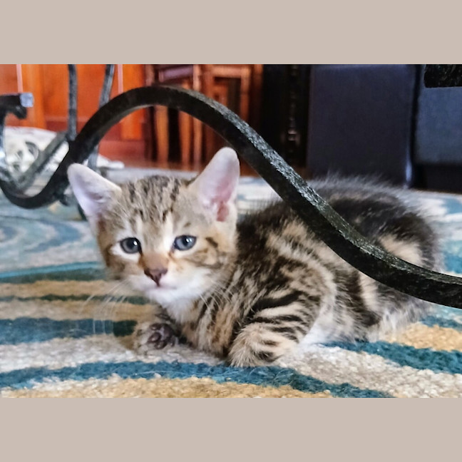 Photo of Frolic