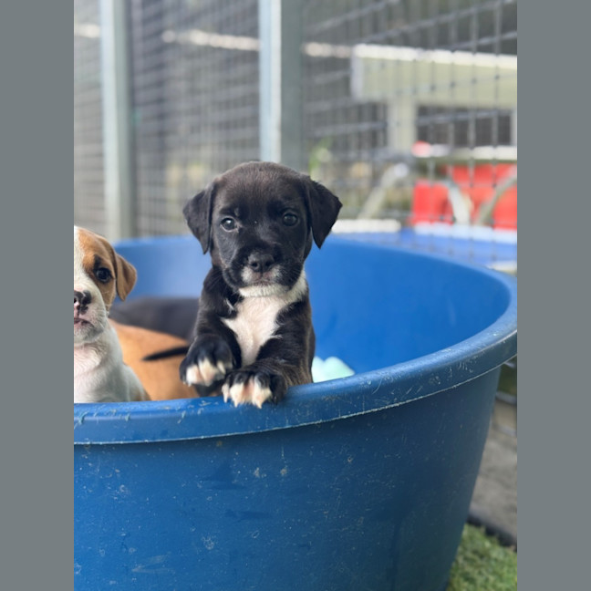 Photo of D1207 Melon