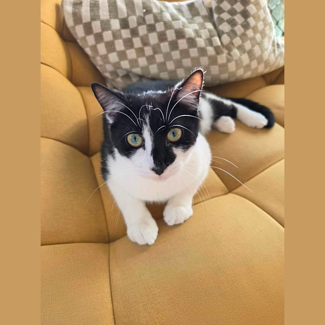 Photo of Mowgli   In Foster Care In Northcote