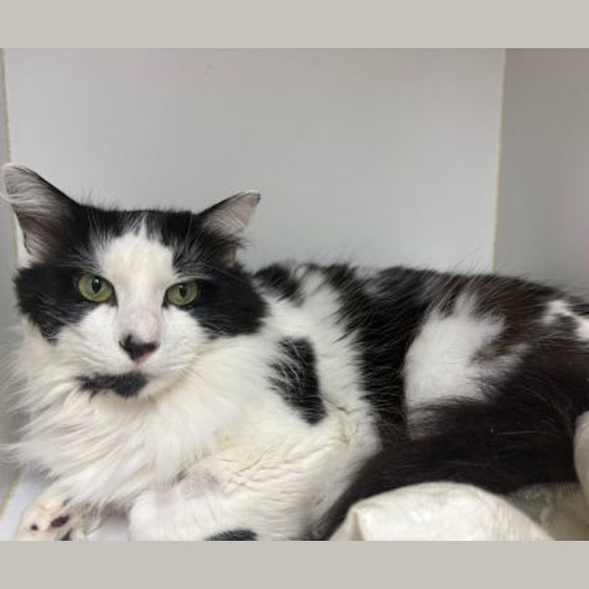 Photo of Old Deuteronomy