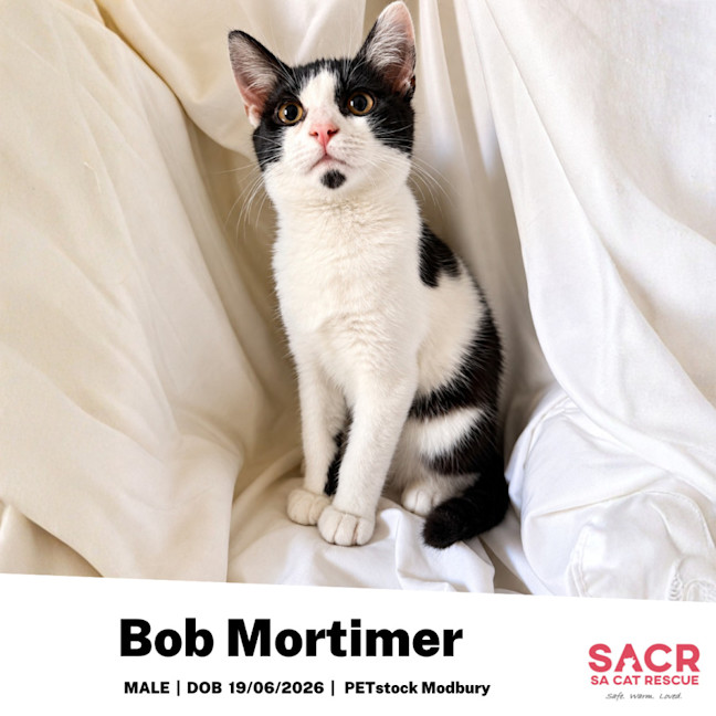Photo of Bob Mortimer