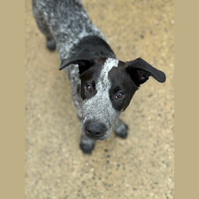 Photo of D1216 Panda