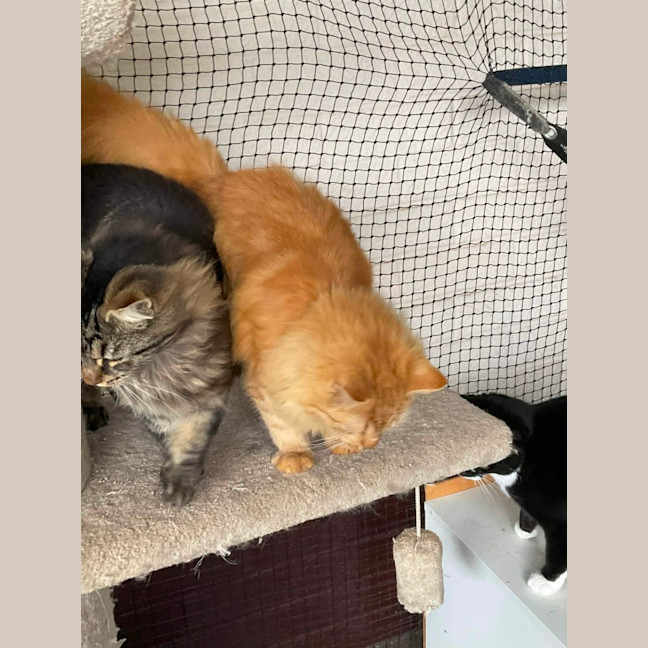 Photo of Gingersnaps And Azrael 