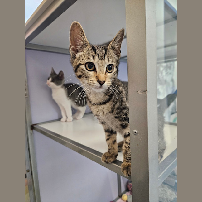 Photo of Stormy