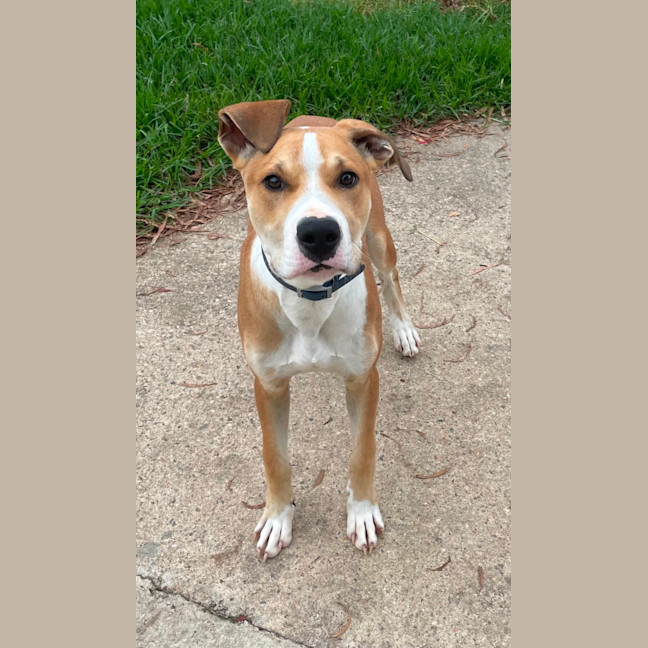 Photo of Basil